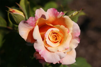 Rosa "Caramel Fairy Tale"-New York Botanical Garden