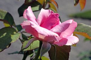 'Rose Royce'-The New York Botanical Garden