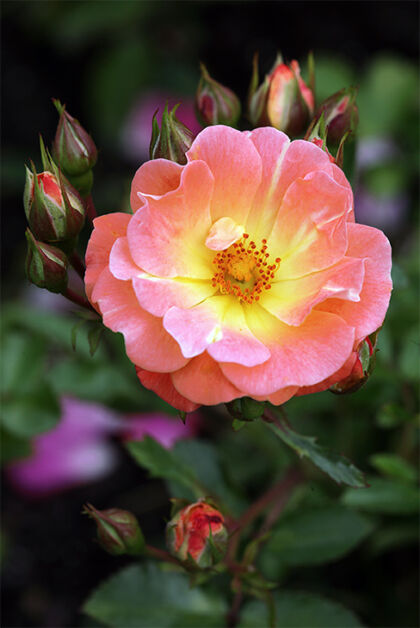 Rosa 'Mystic Beauty'-The New York Botanical Garden
