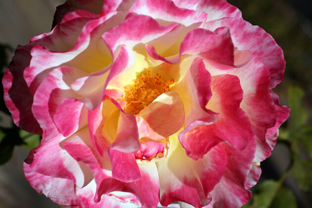 'Rose Doodle'-Berkeley Rose Garden