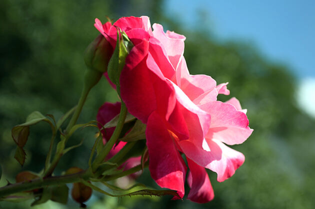 Rosa 'Color Magic'_United Nations Rose Gardens, New York City