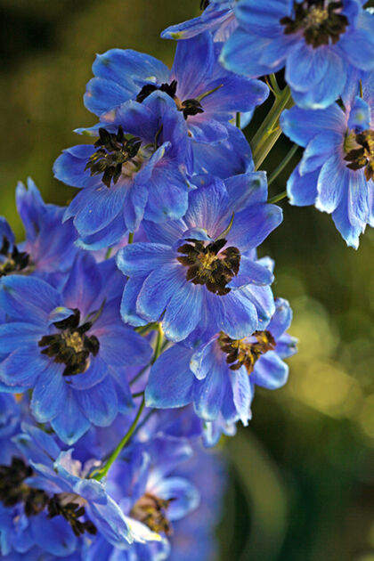 Delphinium 'Blue Ray'-The New York Botanical Garden