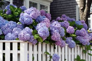 Home Sweet Hydrangea - Nantucket, Massachusetts