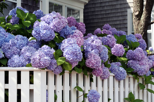 IMG_9442_Home Sweet Hydrangea - Nantucket, Massachusetts Home Sweet Hydrangea - Nantucket, Massachusetts