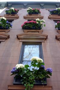 Hydrangea 'Manhattan'-New York City