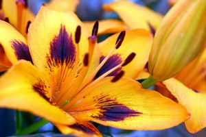 Orange Purple-Splash Lily - Nantucket, Massachusetts