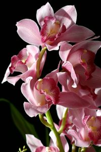 Web-171_7163_Firebird Cymbidium Orchids_Rockefeller Center, New York City
