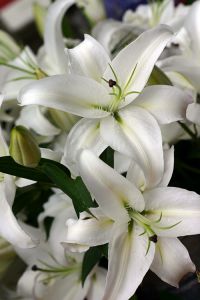 Web-IMG_0733-White Lilies 'Arabesque'-Nantucket, Massachusetts
