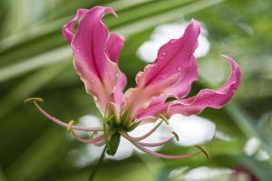 Web-IMG_0885IMG_0894-2019-Gloriosa Lily, 'Rothschildiana, No.2_Hortus Botanicus, Amsterdam, Netherlands