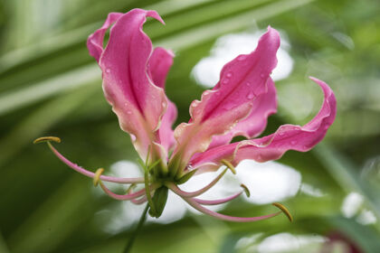 Web-IMG_0885IMG_0894-2019-Gloriosa Lily, 'Rothschildiana, No.2_Hortus Botanicus, Amsterdam, Netherlands