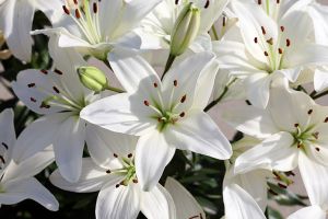 Web-IMG_0887C_Alabaster White Lilies_Nantucket, Massachusetts
