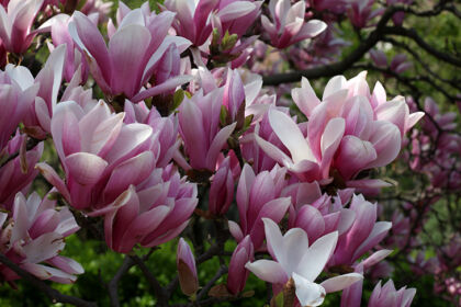 Opulent Magnolia #2-Central Park, New York City