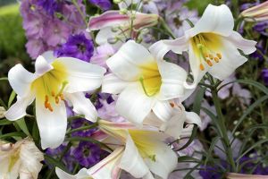 Web-IMG_5380C-'Lilium Regale', No.1-The New York Botanical Garden