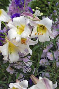 128_2861-Oriental Lilies-Martha's Vineyard, Massachusetts
