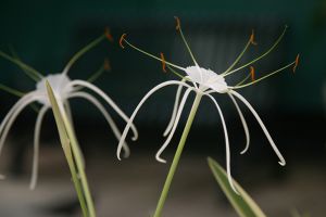 Spider Lily II-The New York Botanical Garden