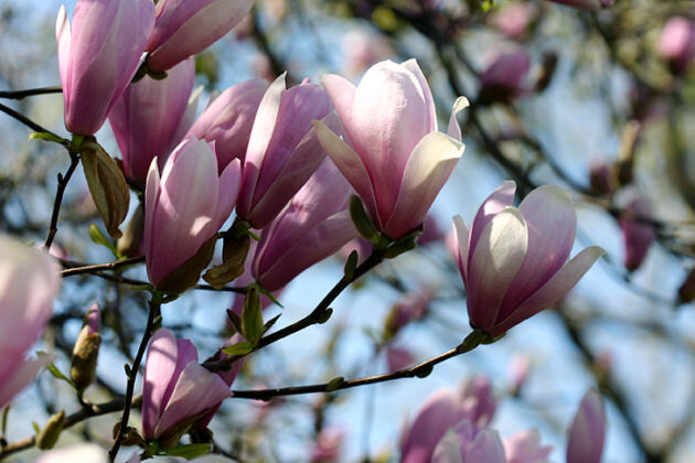 Daydreaming Magnolia-Central Park, New York City