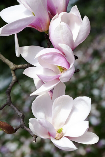 Magnolia 'Princess Charming'-Springfield, New Jersey