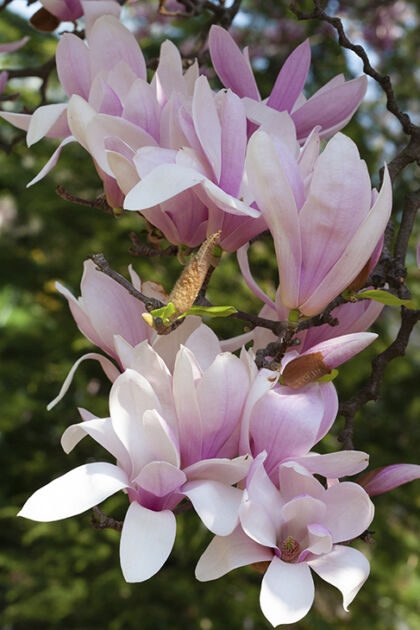 Magnolia-'Dancing in the Spring'-Springfield, New Jersey