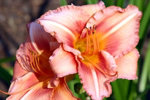 Web-IMG_7539_DayLily 'Pink Scintillation'-The New York Botanical Garden