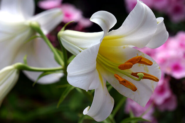 Elegant Easter Lily-Nantucket, Massachusetts