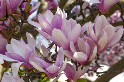Magnolia Nobility-Springfield, New Jersey