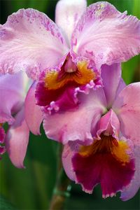 Opera Pink Laeliocattleya Orchids_Rockefeller Center, New York City