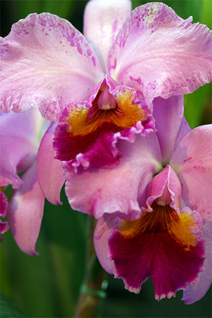 Opera Pink Laeliocattleya Orchids_Rockefeller Center, New York City