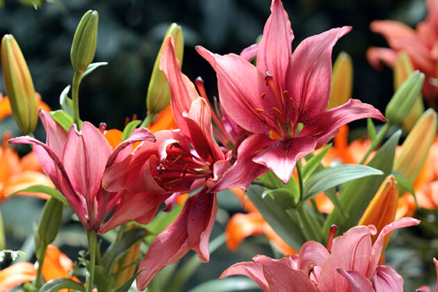 192_9262*F-Bright & Hot Lilies-The New York Botanical Garden