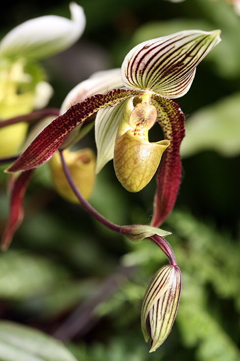 Paphiopedilum-Orchid-Hsinying-Cherry-x-Macabre-The-New-York-Botanical-Garden