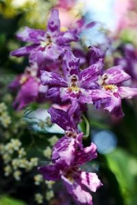 Vuylstekeara' Patico Orchid 'Pacific Knights'_ The New York Botanical Garden