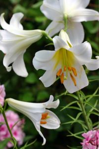 IMG_9914C-Easter Lily 'Resurrection' Nantucket, Massachusetts-