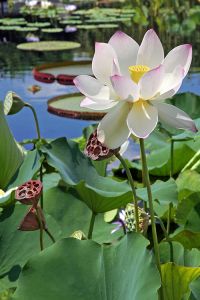 IMG_9919-2019-'Sacred Lotus'-The New York Botanical Garden