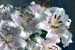 Web-128_2861-Oriental Lilies-Martha's Vineyard, Massachusetts