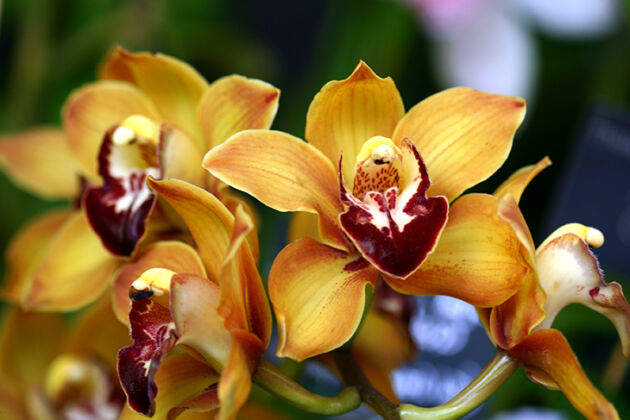 Web-174_7474_Cymbidium Orchids 'Gustave Mehlquist'_Rockefeller Center, New York City