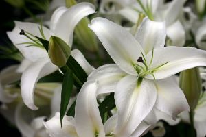 Lilies-Snow-White-Nantucket-Massachusetts