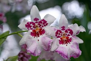 Beallara Orchid Purple Haze 'Jimi Hendrix'-The New York Botanical Garden