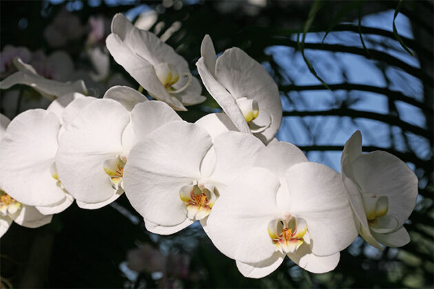 Celestial Orchids III-The New York Botanical Garden