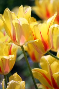 -Tulip 'Yellow Vibrations II'-Central Park, New York City