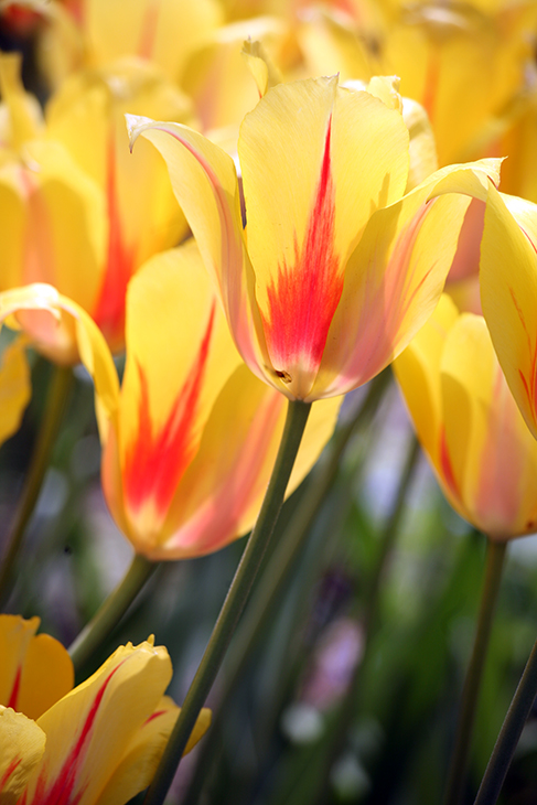 -Tulip 'Yellow Vibrations I'-Central Park, New York City