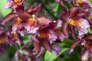 cOdontioda Orchid-Marni Ris 'Kamuela' -The New York Botanical Garden