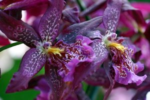 Beallara Orchid 'Howard's Dream'_The New York Botanical Garden