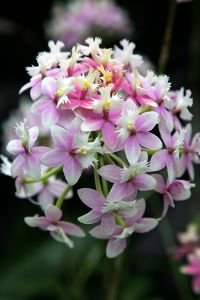 Epidendrum Orchid, Princess Valley 'Innocence' No.1-The New York Botanical Garden