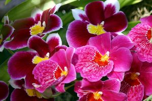 Miltoniopsis Orchids_The New York Botanical Garden