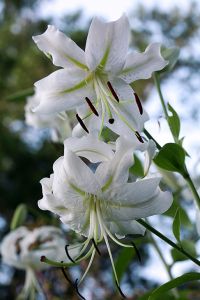 Web-IMG_4629-Lily 'Rayon du Soleil'-The New York Botanical Garden