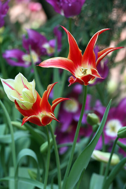 IMG_4728-Tulips 'Scarlet Sisters'-West Side Community Garden, New York City