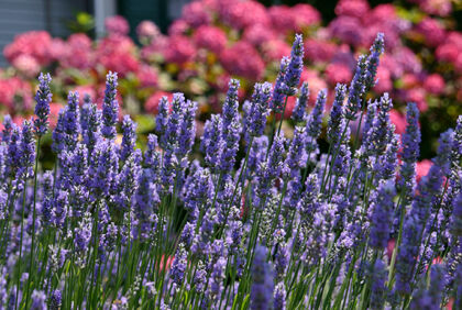 Web-IMG_6978_Lavender in Red_Nantucket, Massachusetts.jpg