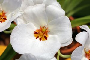 Orchid 'Orange Duck's Dance-The New York Botanical Garden