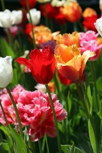 Web-IMG_9109-'Shabby Chic Tulips'-West Side Community Garden, New York City
