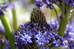 Hyacinth Thumb