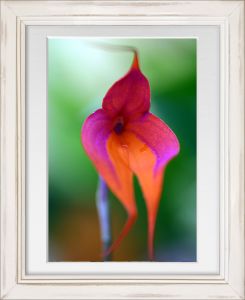 WEB_‘Masdevallia Vetchiana’ Orchid in White Frame